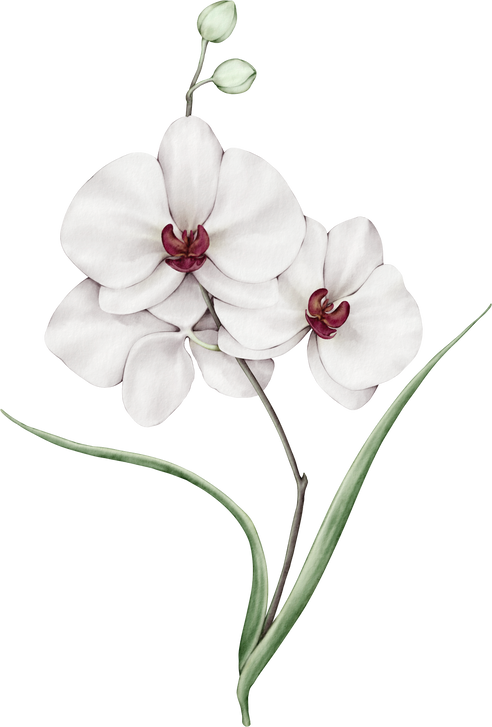 White orchid bouquet